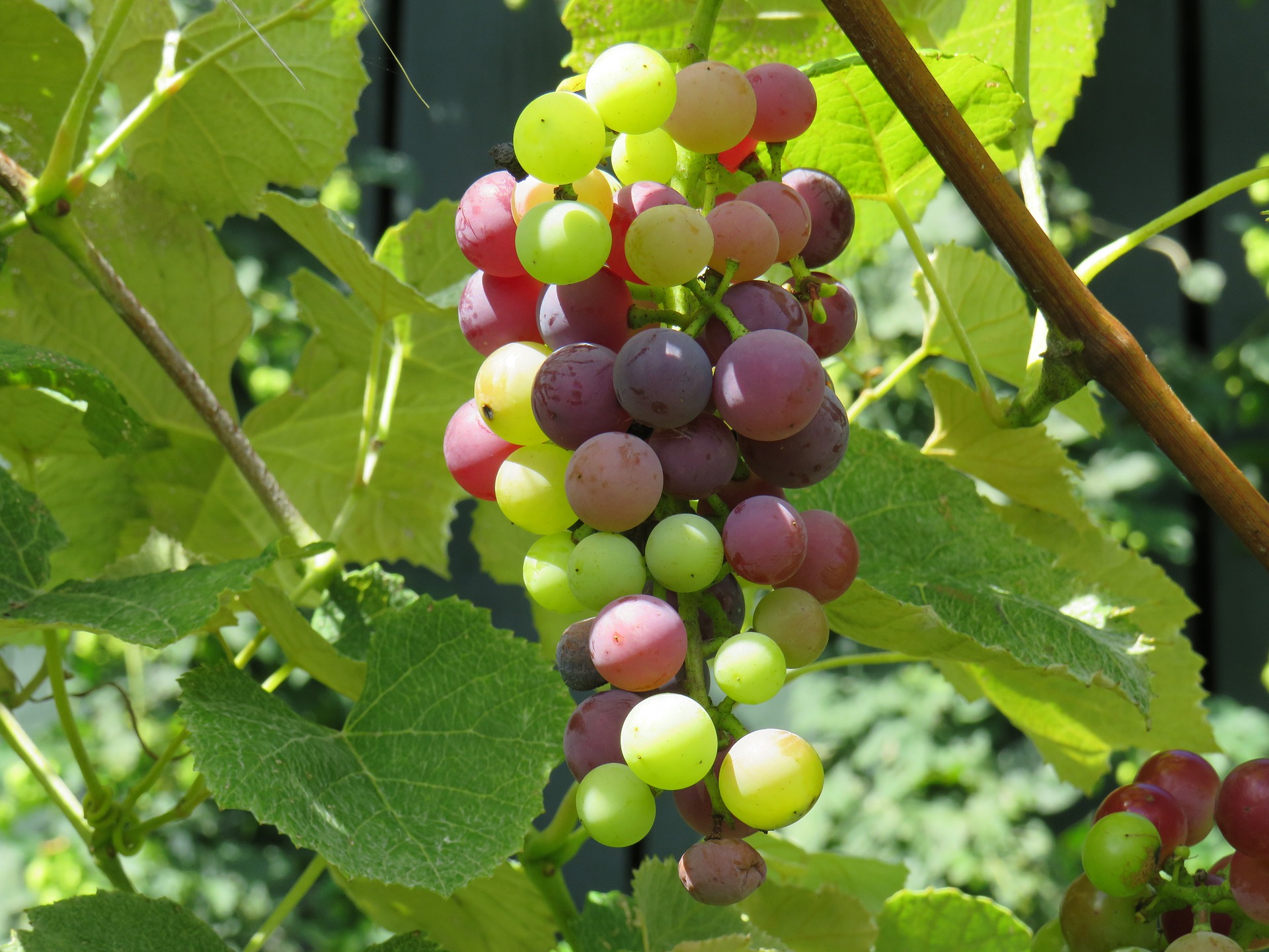 Veraison and Crop Thinning in the vineyard