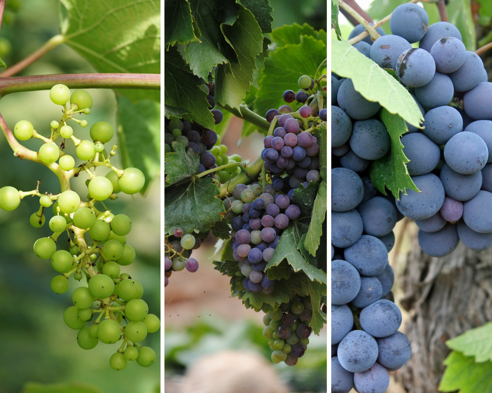 Grape berry growth and maturing