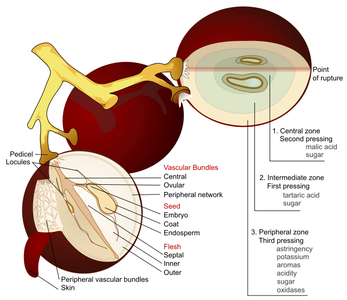 Grape berry structure