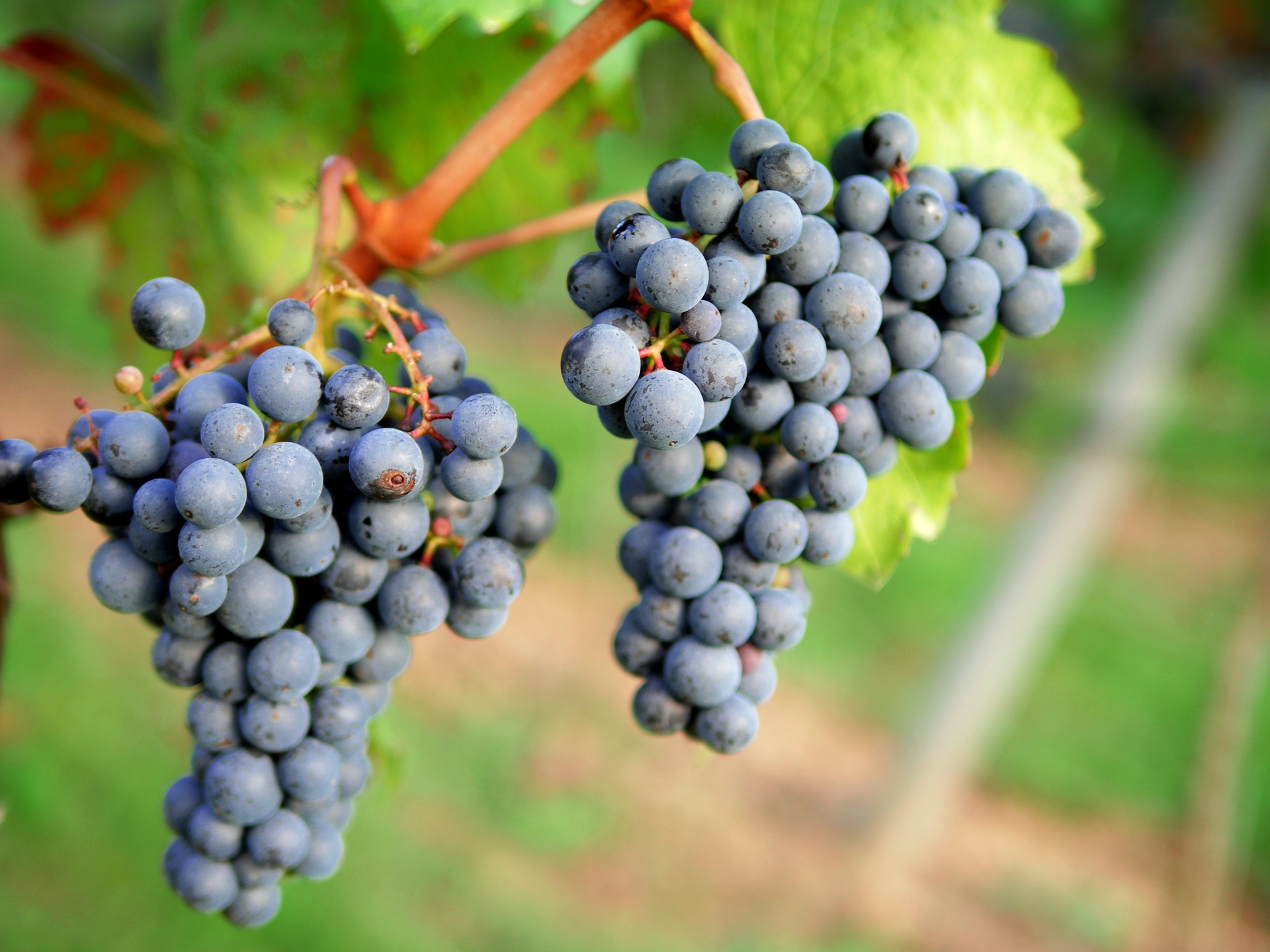 Grape cluster and berry structure