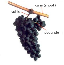 Structure of grape cluster