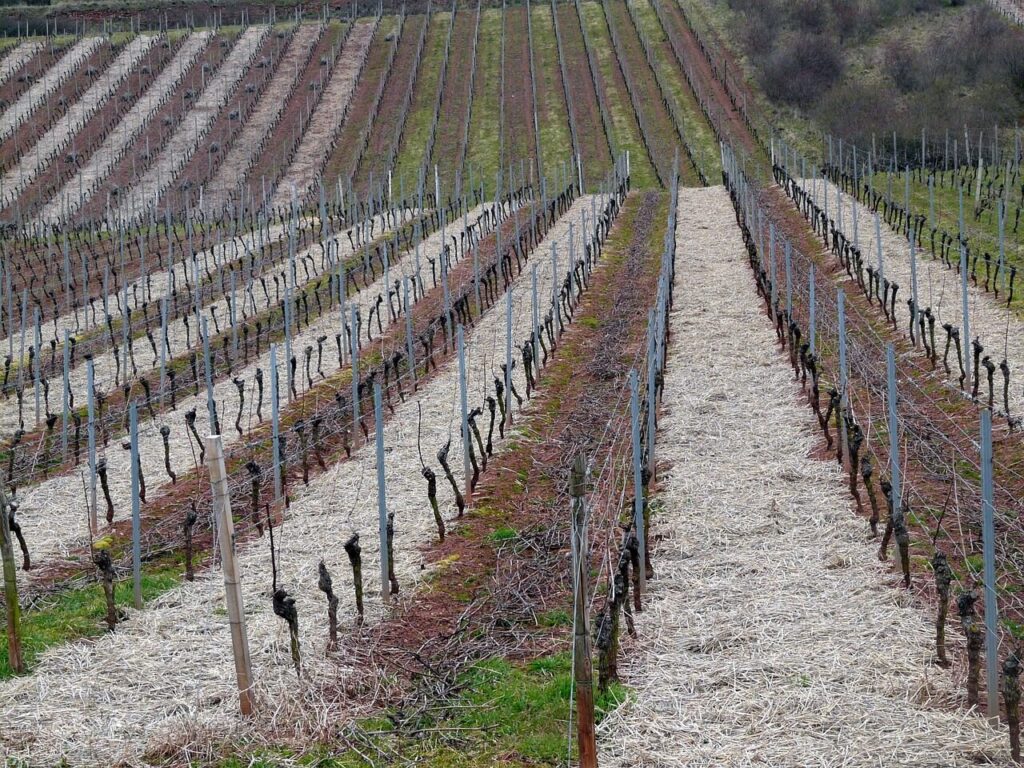 Prunings left on the ground in every second row to decompose