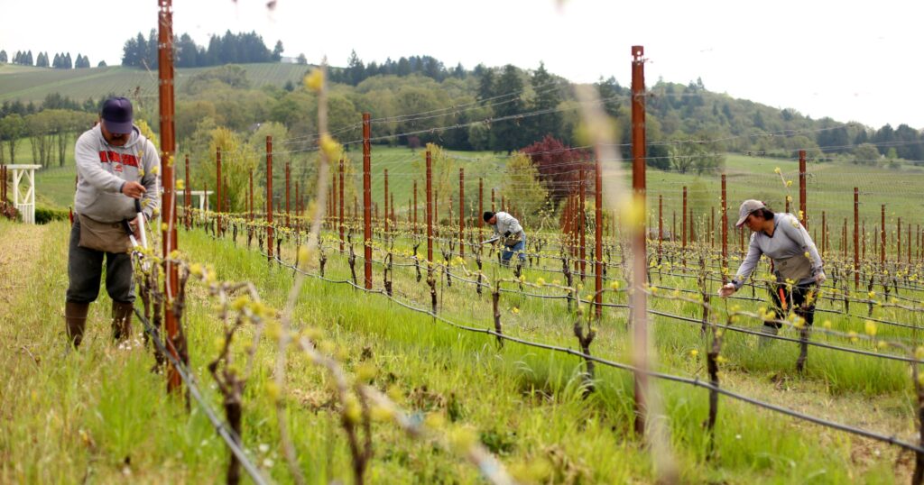 Vineyard workers