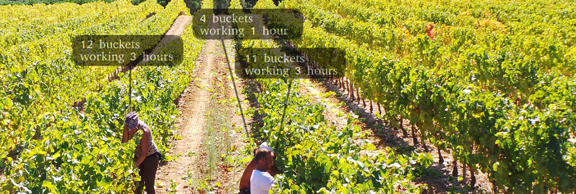 Worker Relations and Motivation in the vineyard