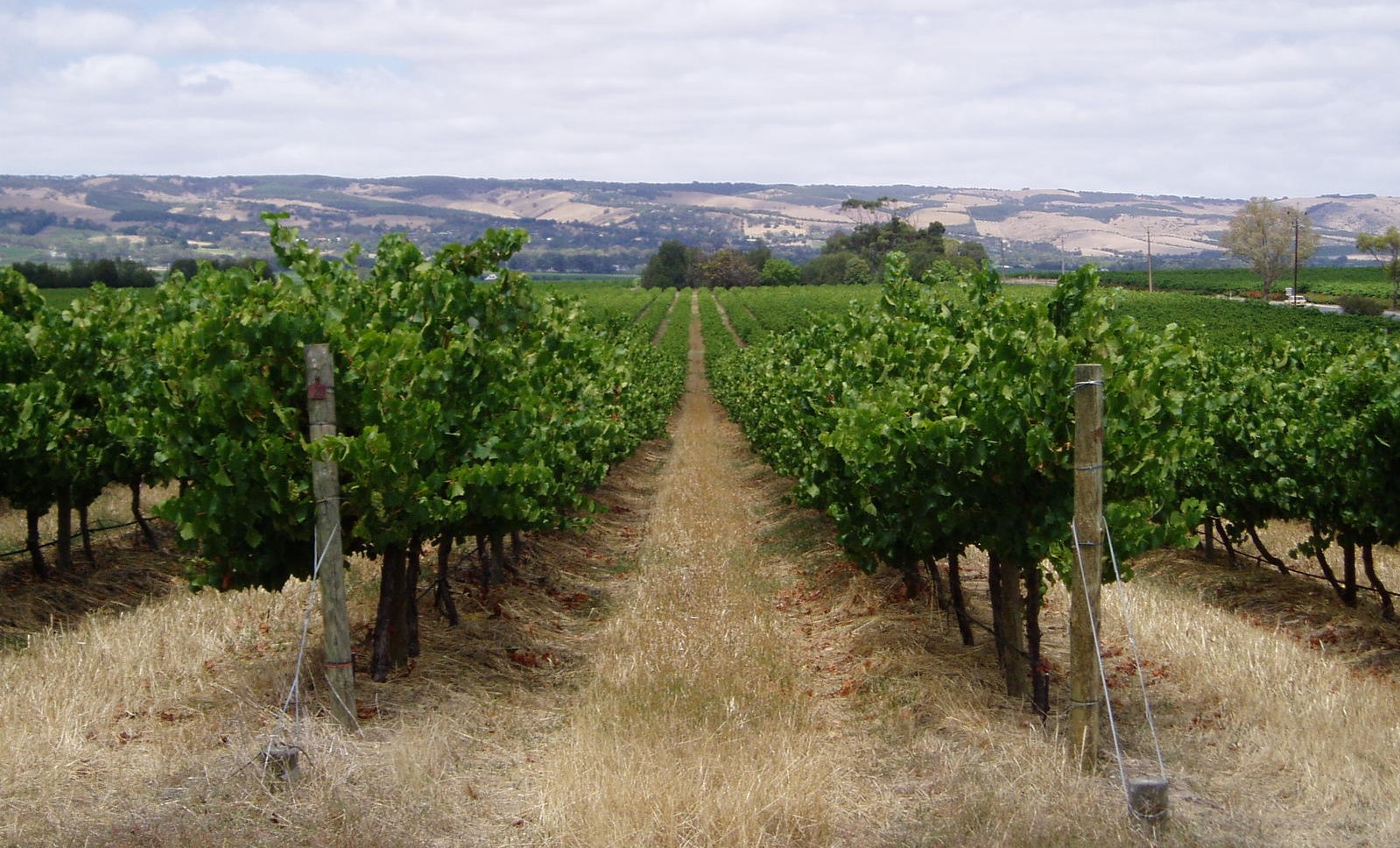 Numbers-driven vineyard management