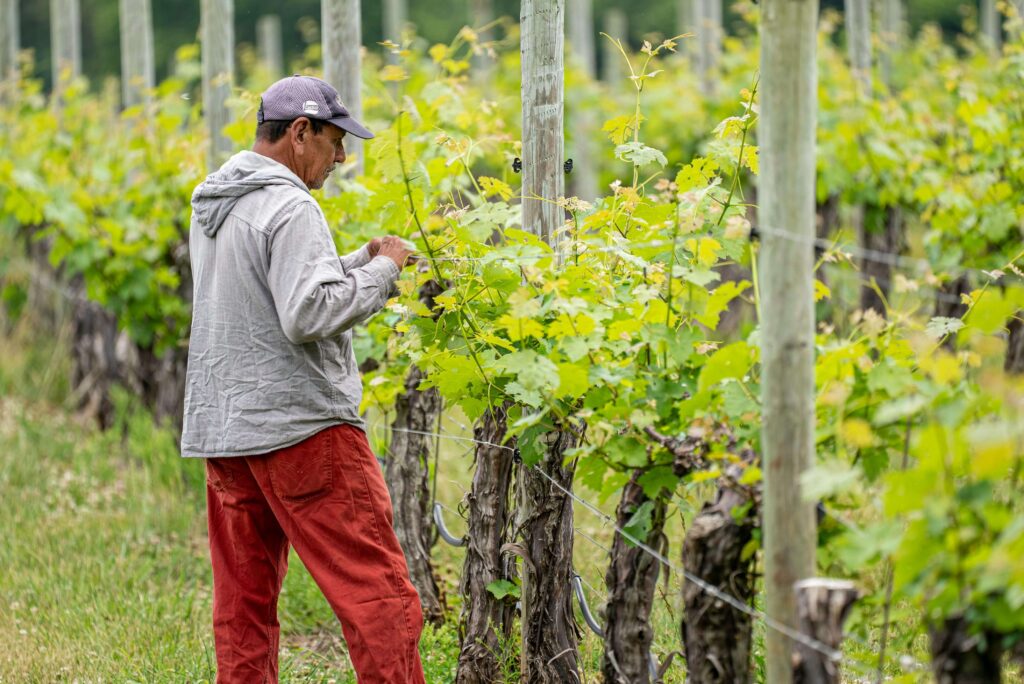 vineyard worker