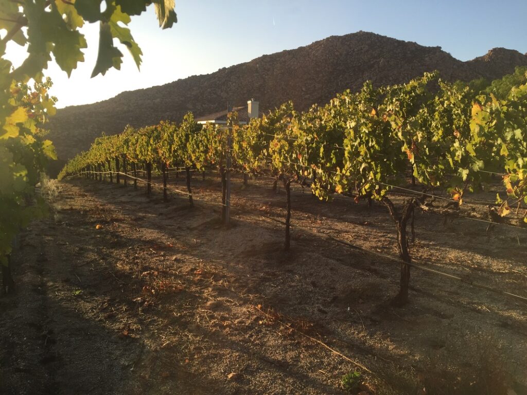 Post-harvest Irrigation