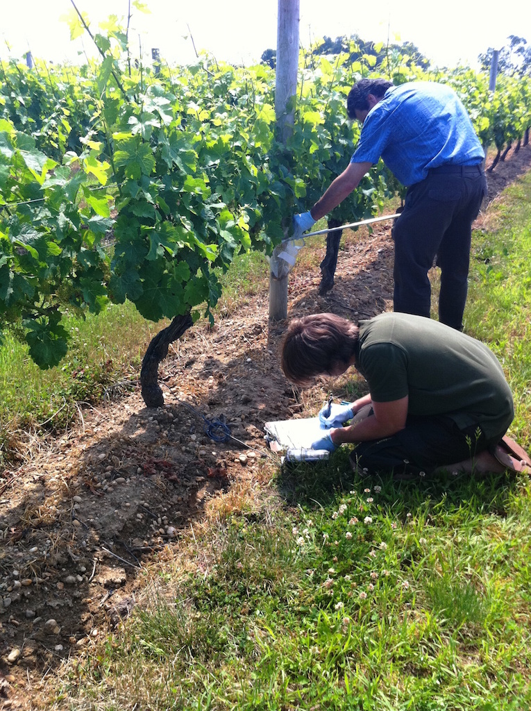 collecting-soil-samples-in-vineyard