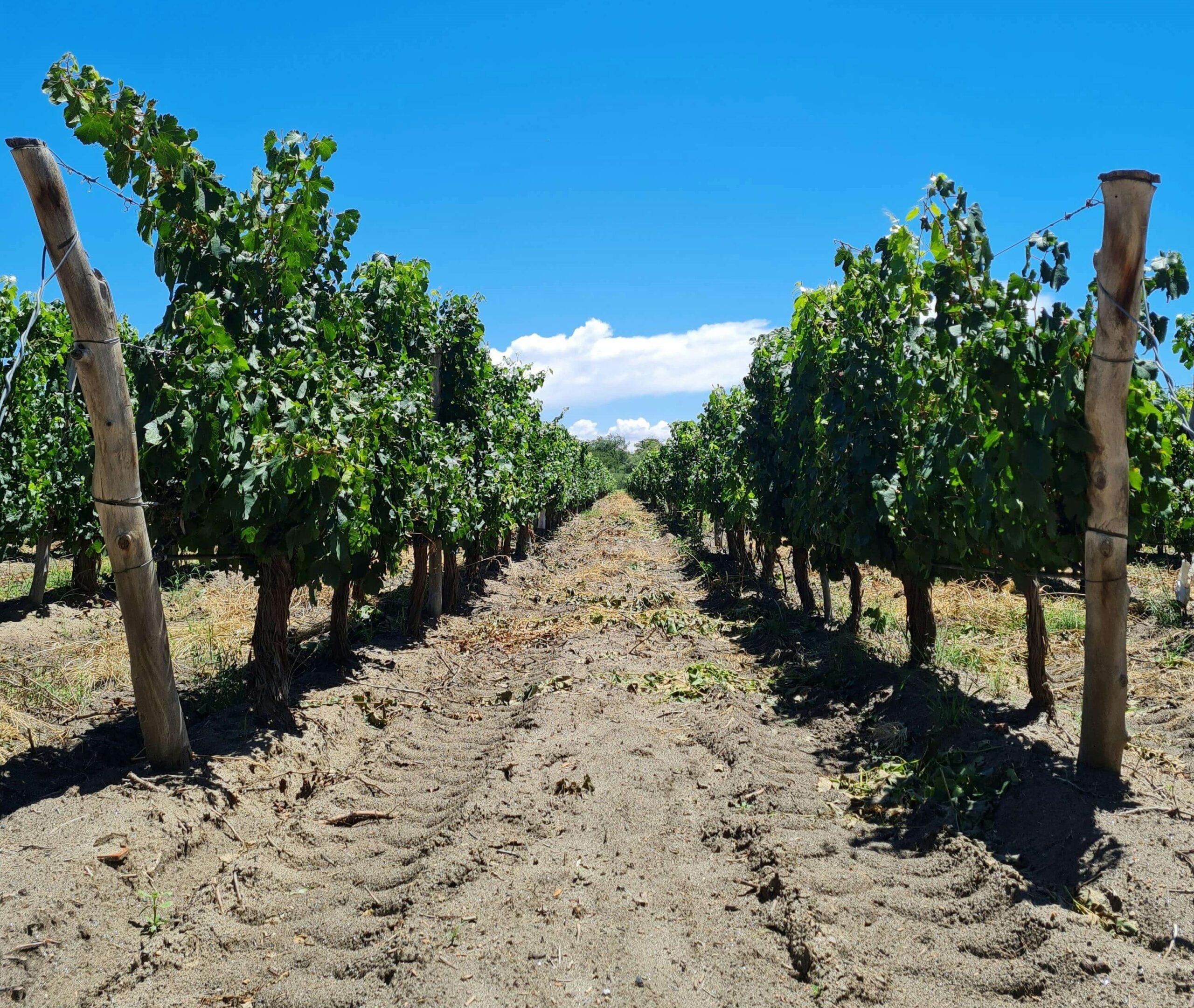 Vineyards Soil sampling guidelines
