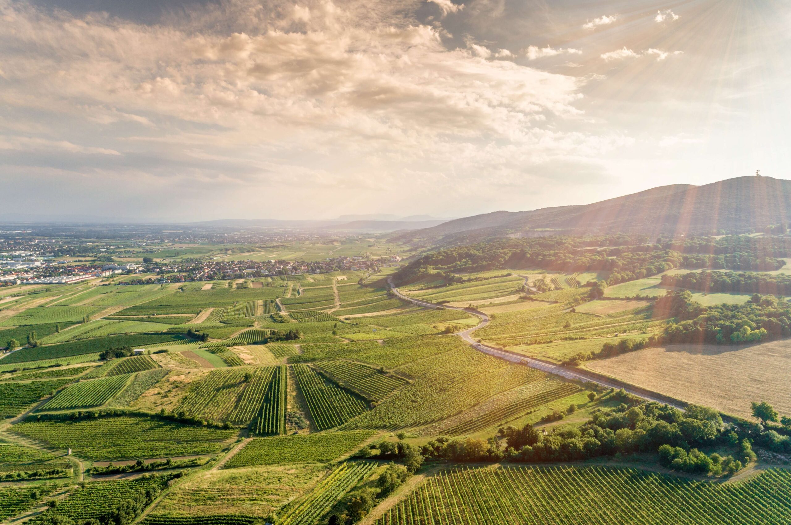 vineyard management based on climate and weather