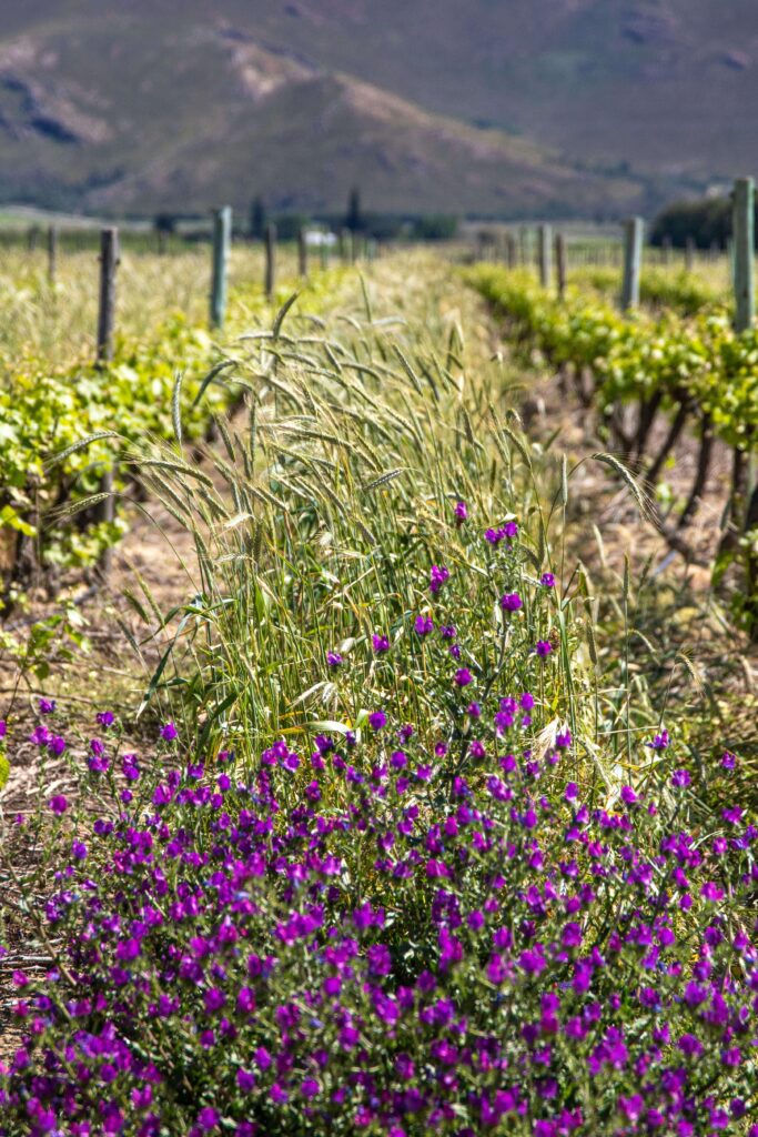organic-vineyard