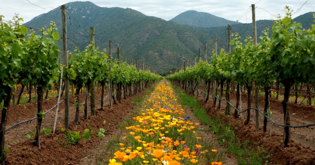 organic-vineyard