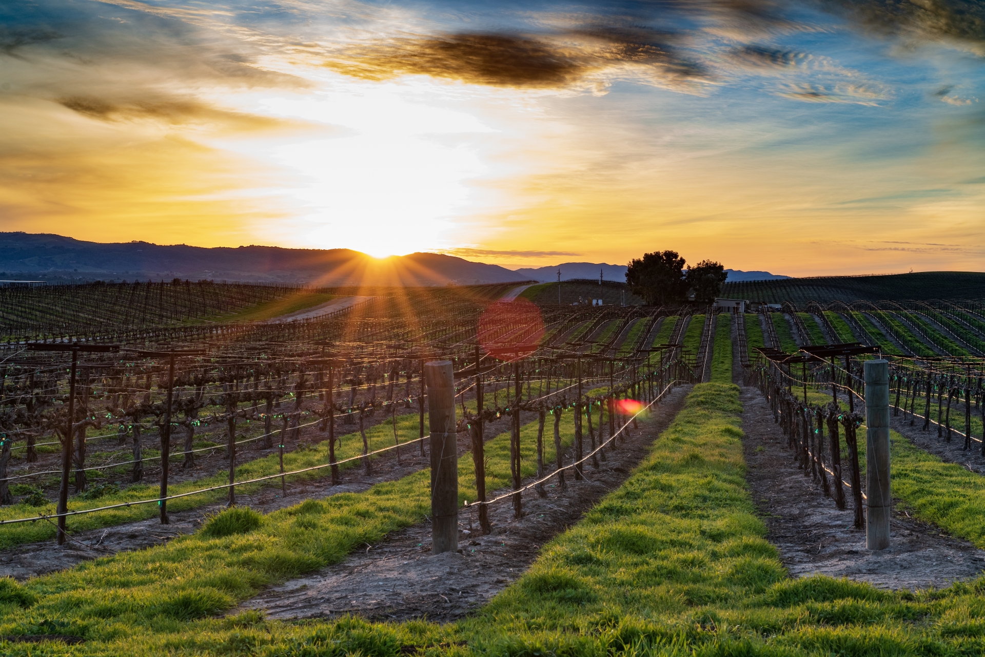 optimize vineyard irrigation