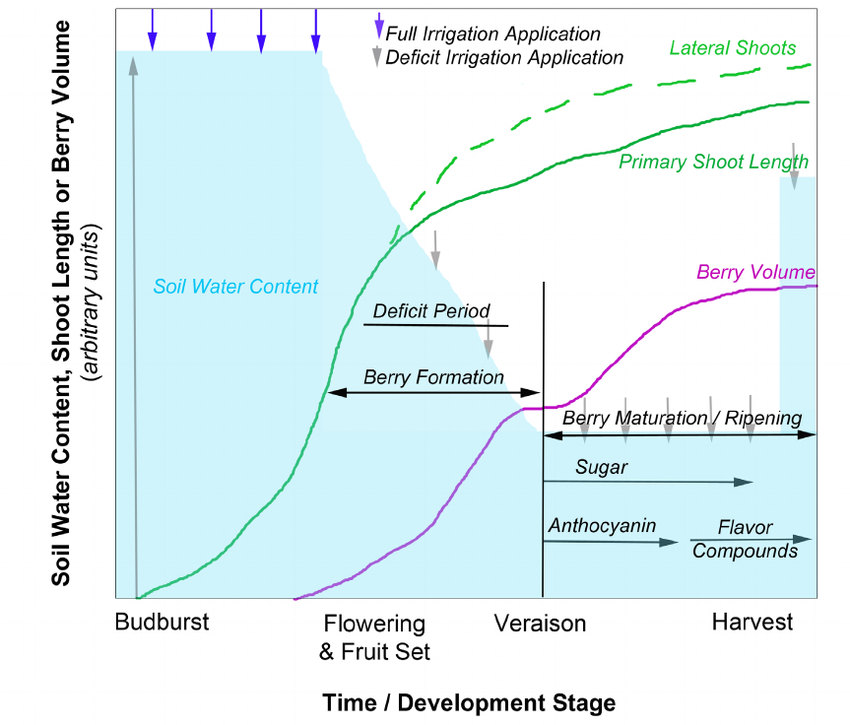 common regulated deficit irrigation strategies for wine grapes based on grape development stage.