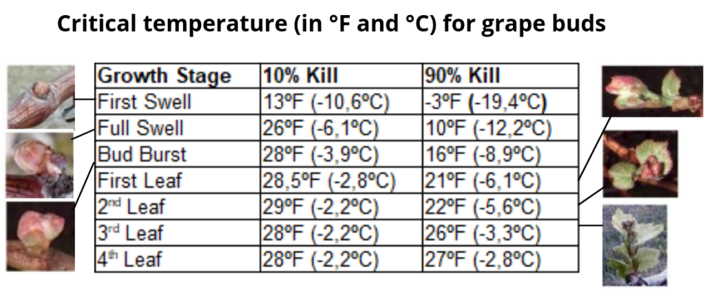 Critical temperatures values for grapevine