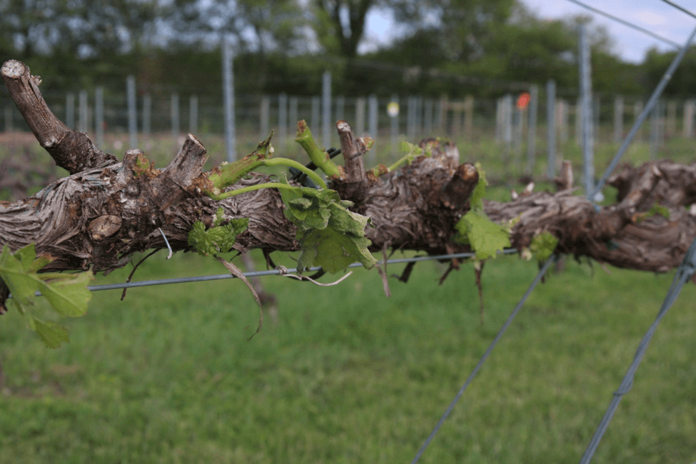 Hailstorm damaged shoots, leaves, flower buds, and a cordon of a grapevine