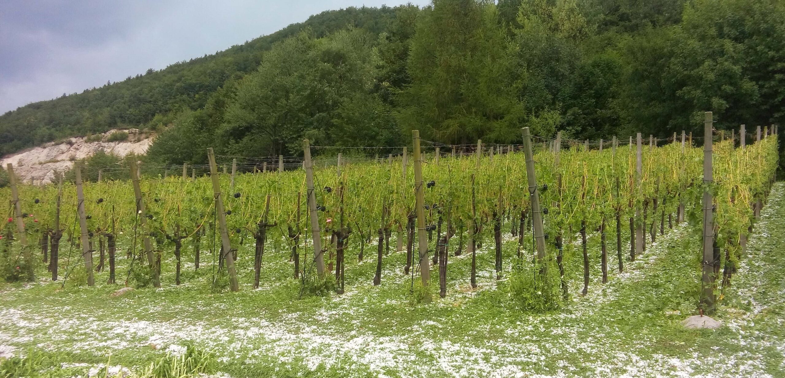 Hail in vineyards - damage, protection methods and management