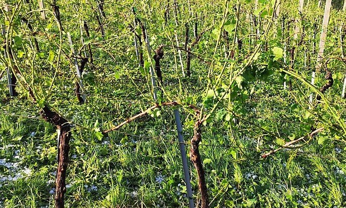 Hail in vineyards - damage, protection methods and management