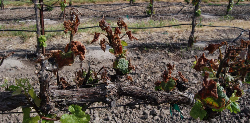 prevent-vineyard-frost-damage