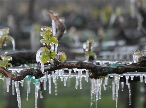 water freeze around green tissues to prevent vineyard frost damage