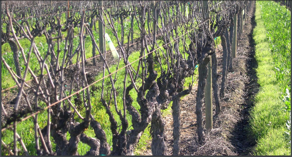 Double pruning-passive frost protection methods