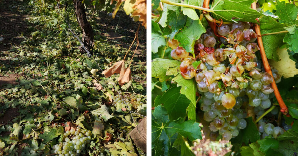 Hail damage - grape clusters knocked to the ground