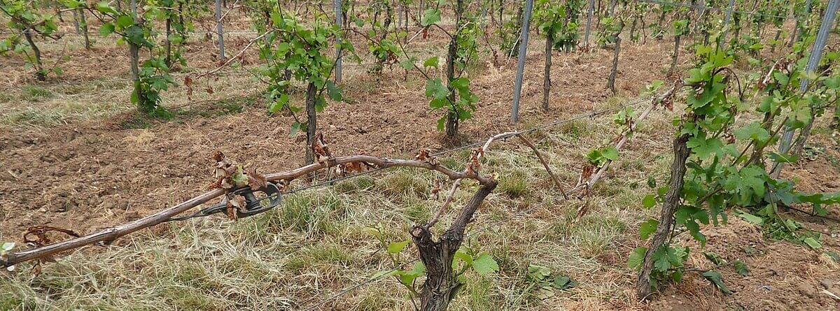 How to prevent vineyard frost damage?