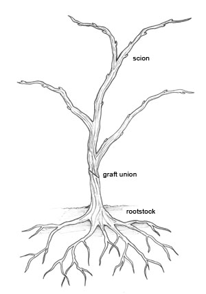 Grafted vine