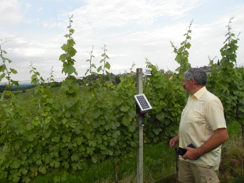The photo of a wireless sensor node in the vineyard that monitors vines micro-climate.