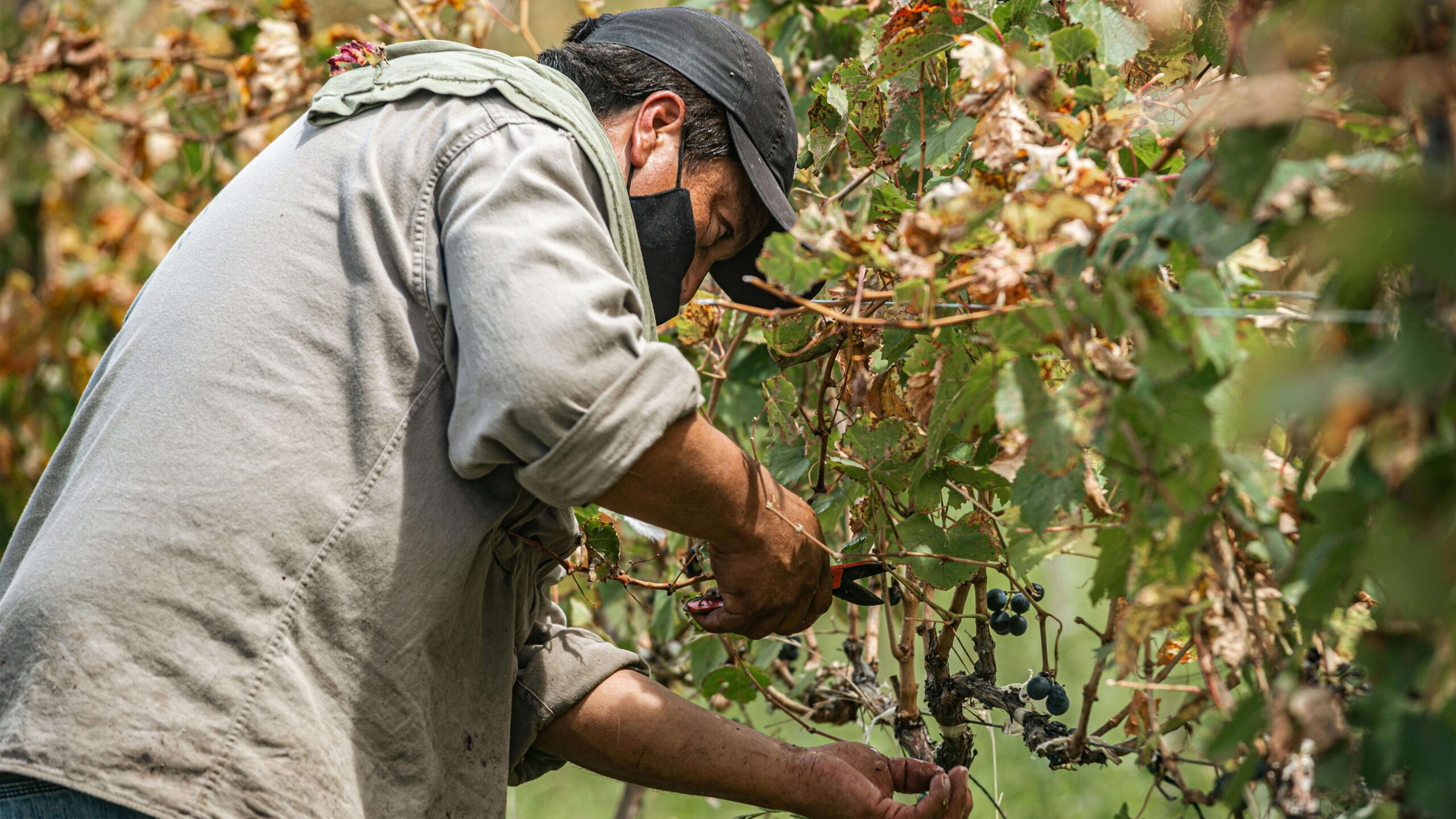 Tips on vineyard work organization during the virus pandemic