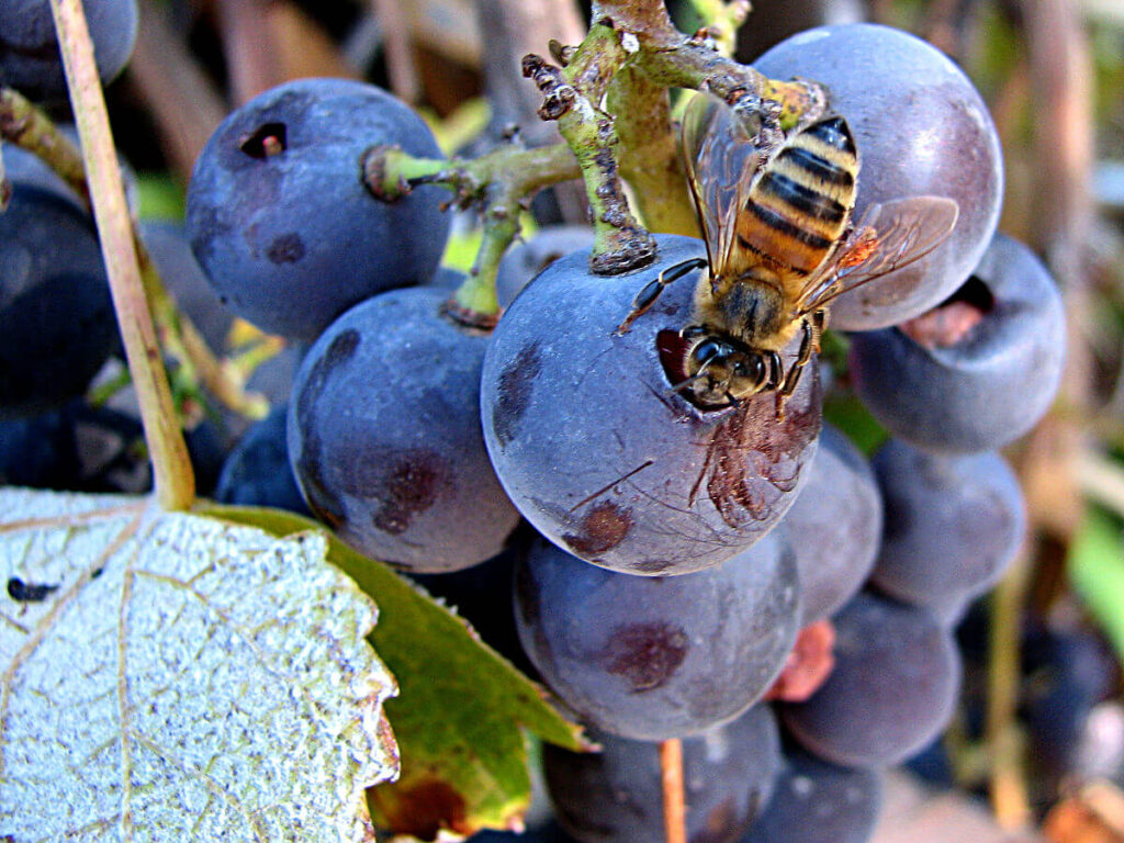 Photo (from Wikimedia Commons): Bee on grape cluster
