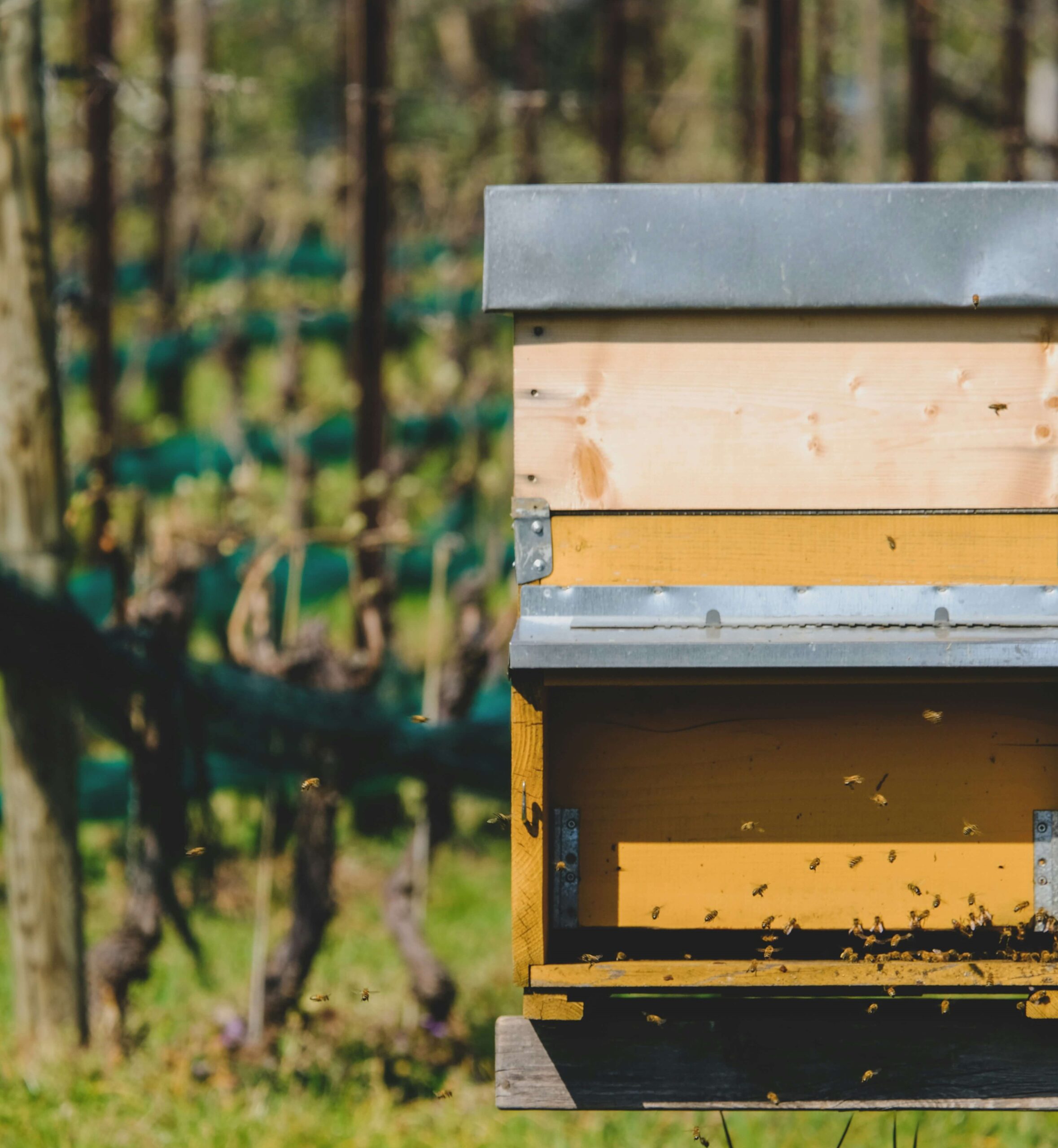 Importance of Bees in Vineyards and their Protection