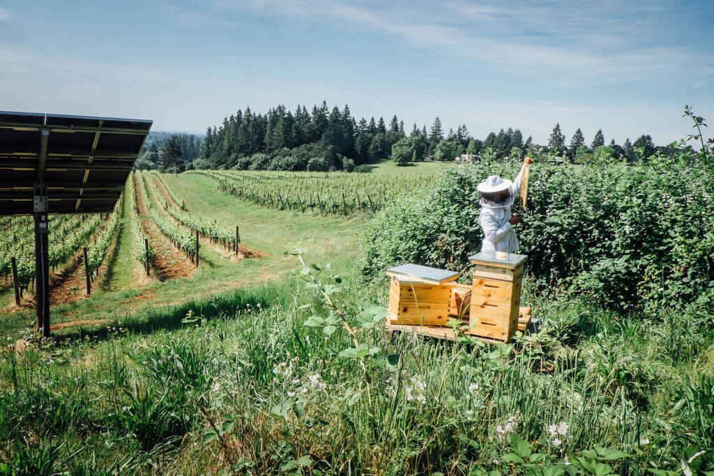 Importance of bees in Vineyards