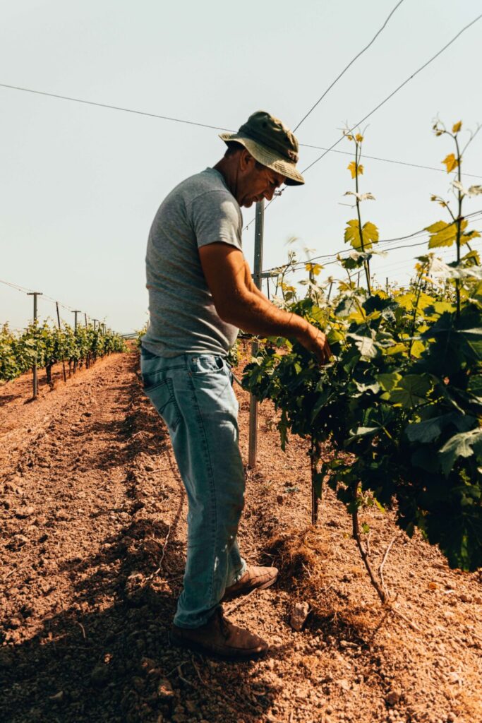 small-vineyard-owner