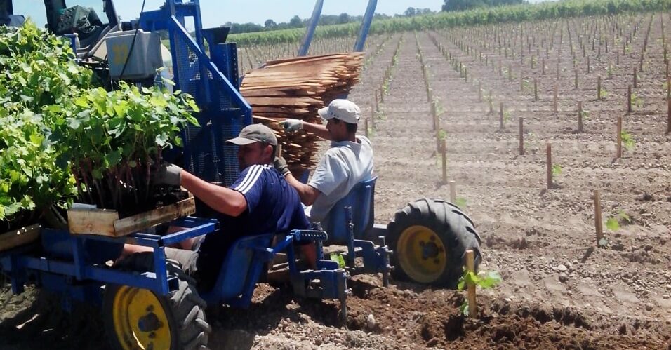 planting vineyard with gps accuracy