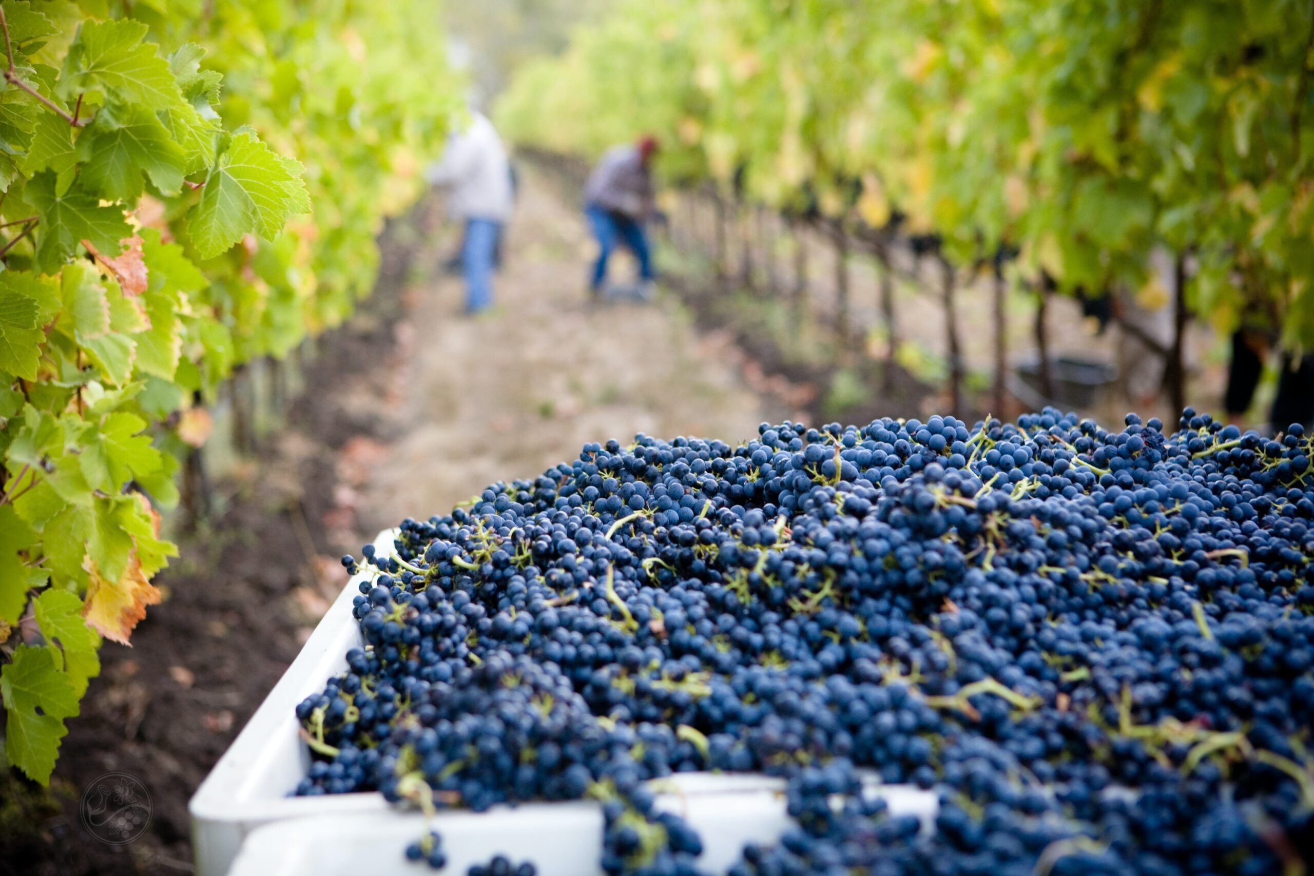 Get ready for grape harvest