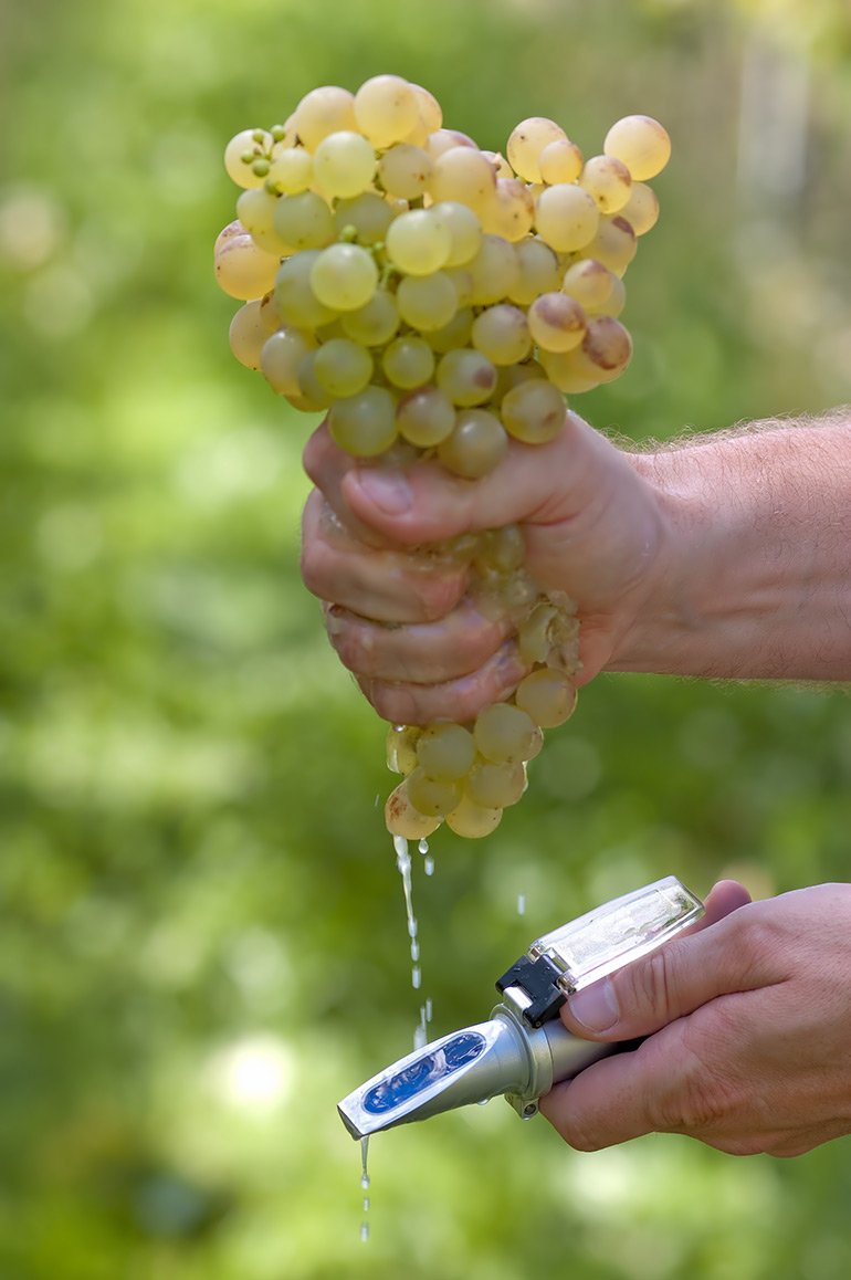 Get ready for grape harvest eVineyard blog