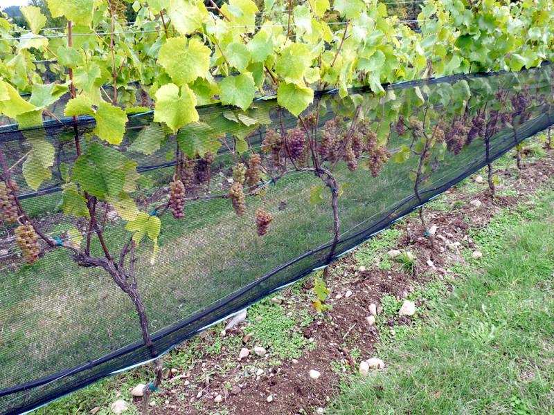 vineyard_netting