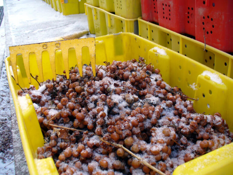 Winter harvest and Ice wine production