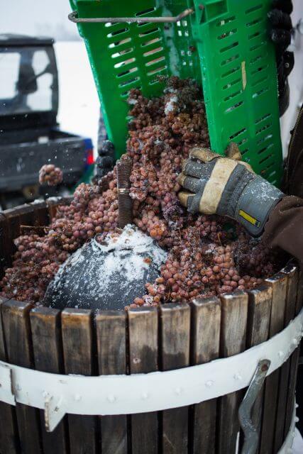 grape-pressing-for-ice-wine