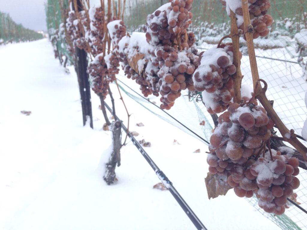 Frozen grapes on vines.