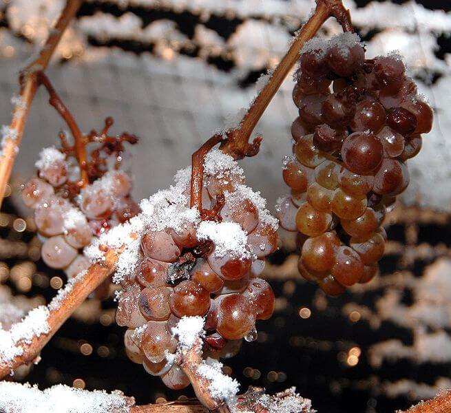 Frozen grapes