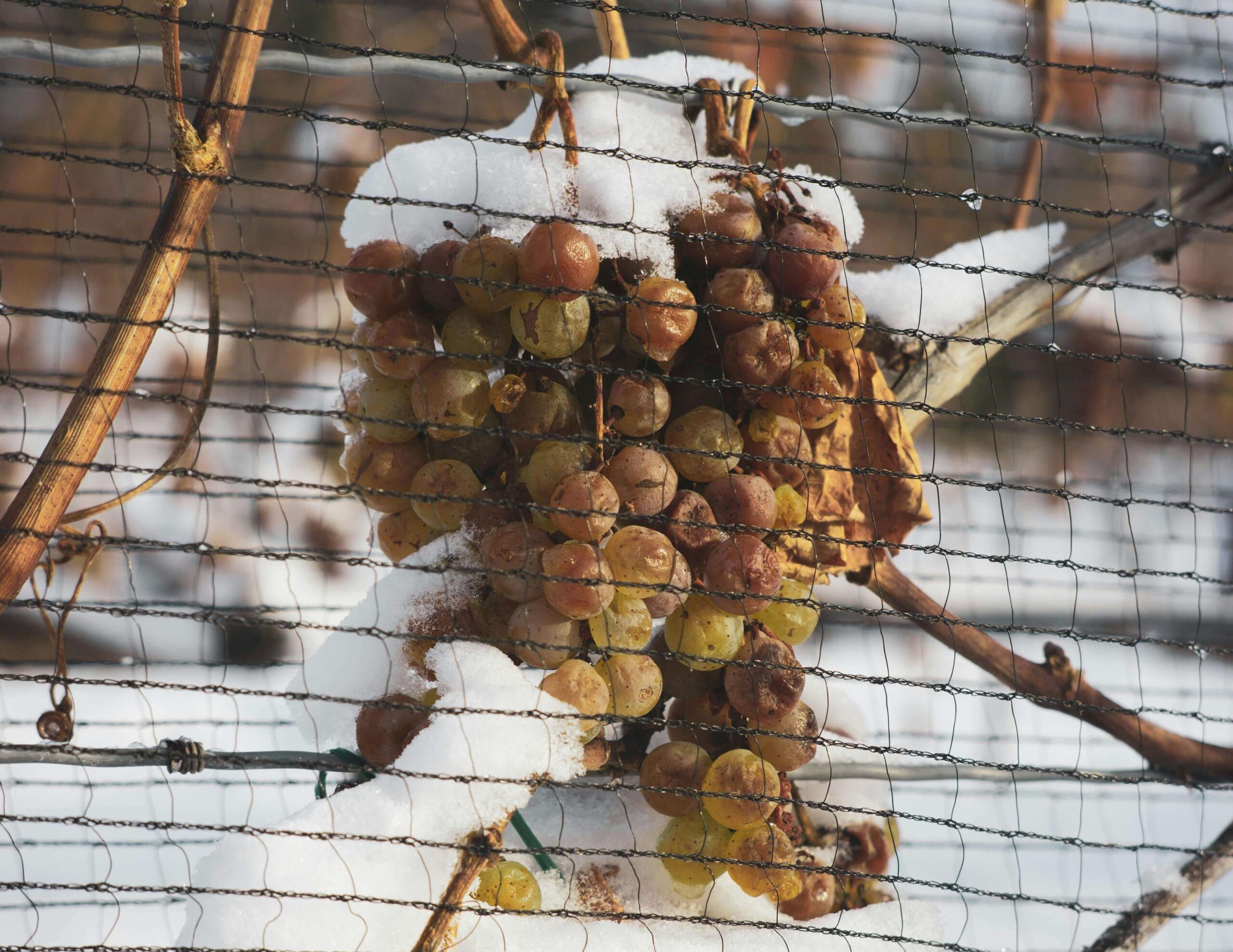 Winter harvest and Ice wine production