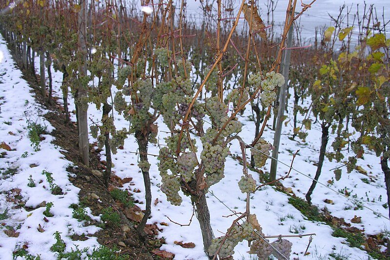 winter-harvest