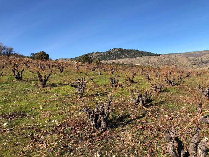 Test vineyard - Finca Clos Pepi of the Zerberos Finca winery