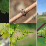 Grapevine flower development and structure