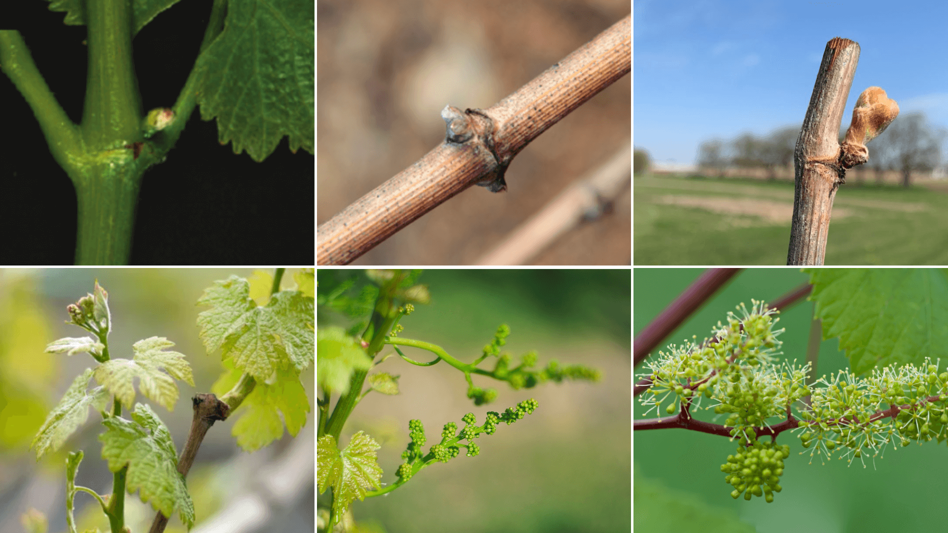 Grapevine flower development and structure