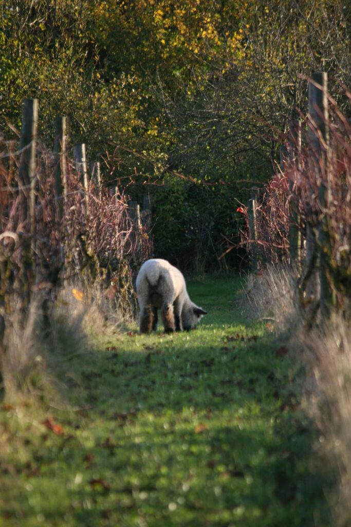 sheep_in_vineyard