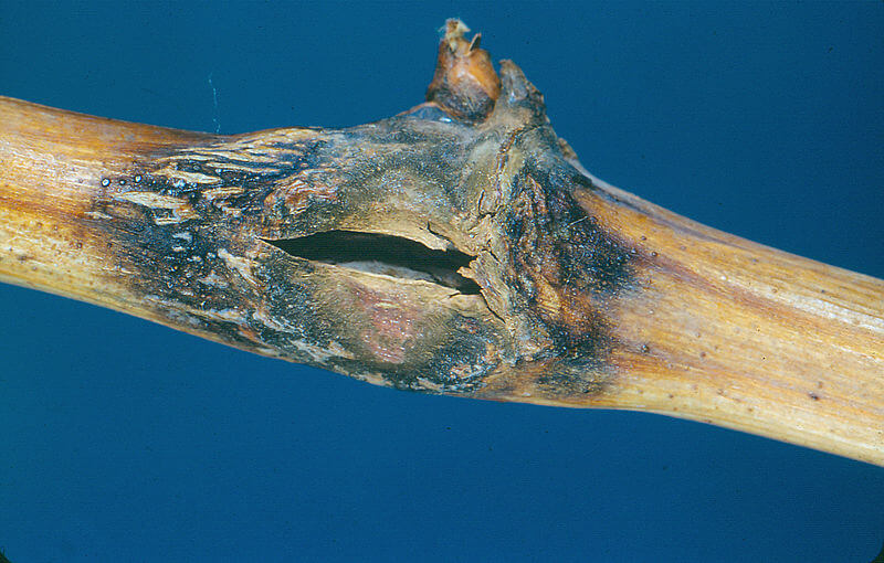 Symptoms of Anthracnose