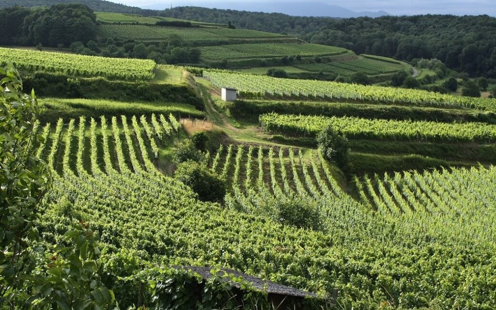 vineyard-rows